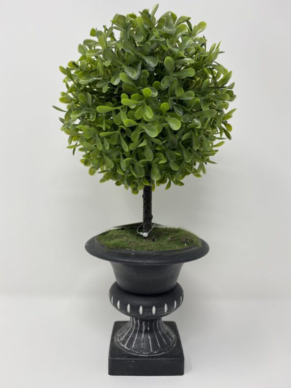 Pianta buxus bosso a sfera g.